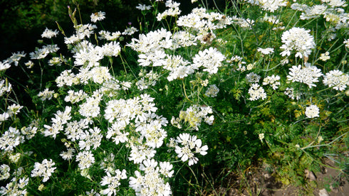 Orlaya White Lace Flower